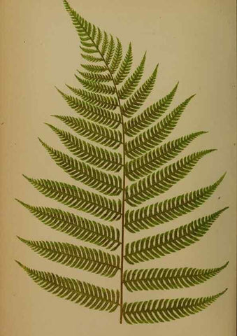 Reproducción/Reproduction 49628483441: Ferns: British and exotic.... London,Groombridge and Sons,1856-60.. 