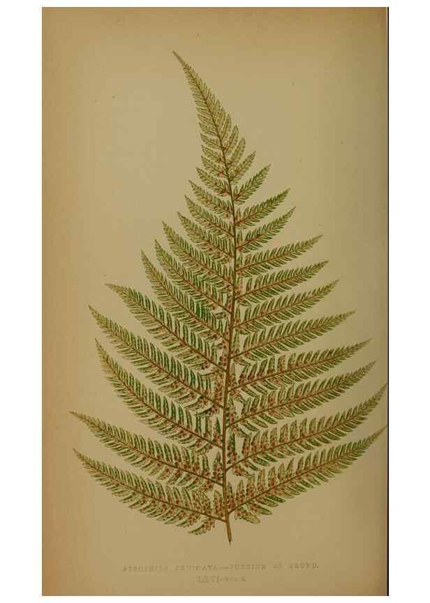 Reproducción/Reproduction 49628757812: Ferns: British and exotic.... London,Groombridge and Sons,1856-60.. 
