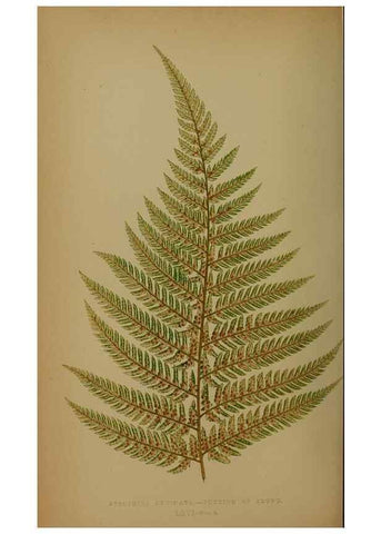 Reproducción/Reproduction 49628757812: Ferns: British and exotic.... London,Groombridge and Sons,1856-60.. 