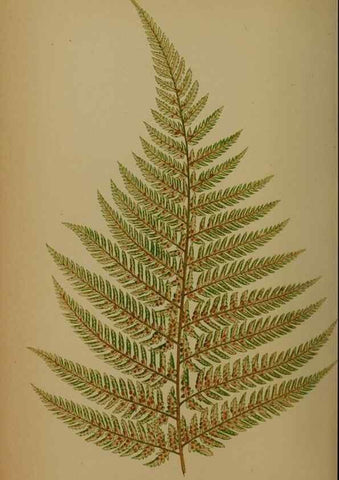 Reproducción/Reproduction 49628757812: Ferns: British and exotic.... London,Groombridge and Sons,1856-60.. 
