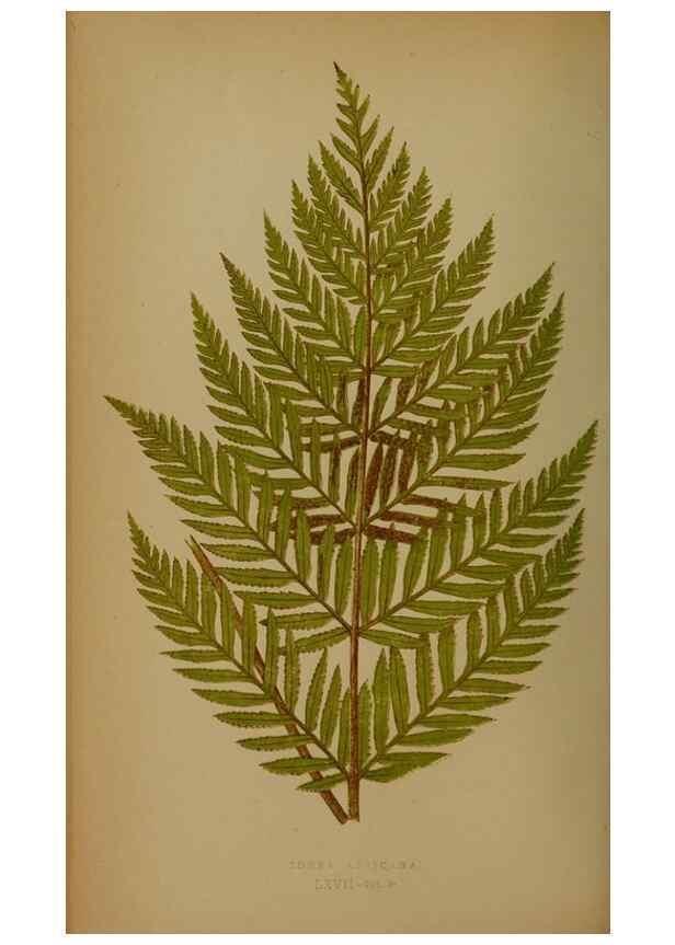 Reproducción/Reproduction 49628757927: Ferns: British and exotic.... London,Groombridge and Sons,1856-60.. 
