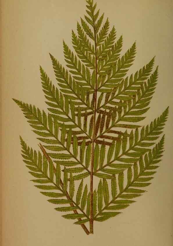 Reproducción/Reproduction 49628757927: Ferns: British and exotic.... London,Groombridge and Sons,1856-60.. 