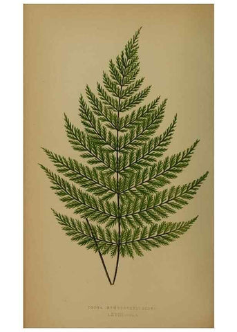Reproducción/Reproduction 49627964073: Ferns: British and exotic.... London,Groombridge and Sons,1856-60.. 