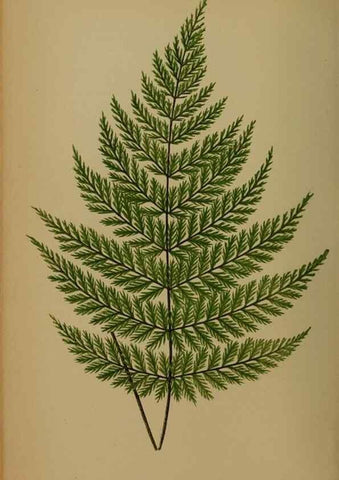 Reproducción/Reproduction 49627964073: Ferns: British and exotic.... London,Groombridge and Sons,1856-60.. 