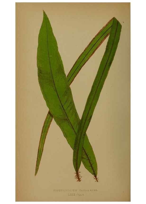 Reproducción/Reproduction 49628758222: Ferns: British and exotic.... London,Groombridge and Sons,1856-60.. 