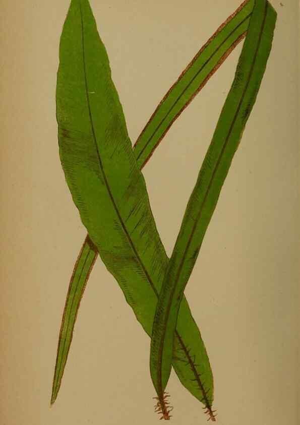 Reproducción/Reproduction 49628758222: Ferns: British and exotic.... London,Groombridge and Sons,1856-60.. 