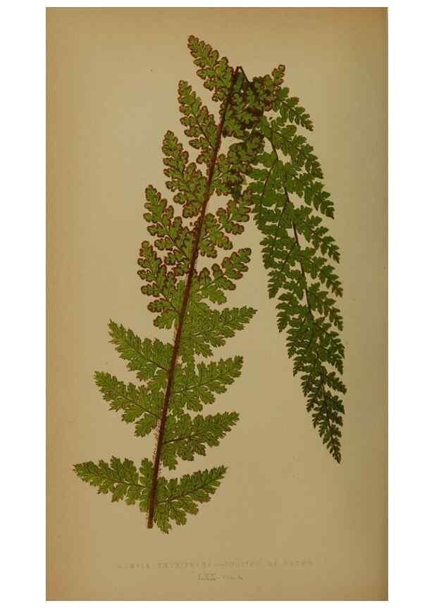 Reproducción/Reproduction 49628484191: Ferns: British and exotic.... London,Groombridge and Sons,1856-60.. 