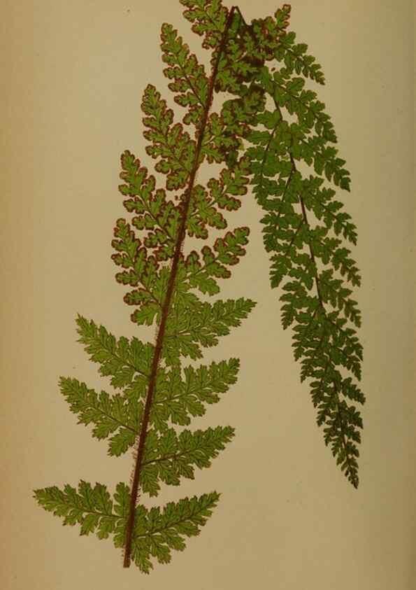 Reproducción/Reproduction 49628484191: Ferns: British and exotic.... London,Groombridge and Sons,1856-60.. 