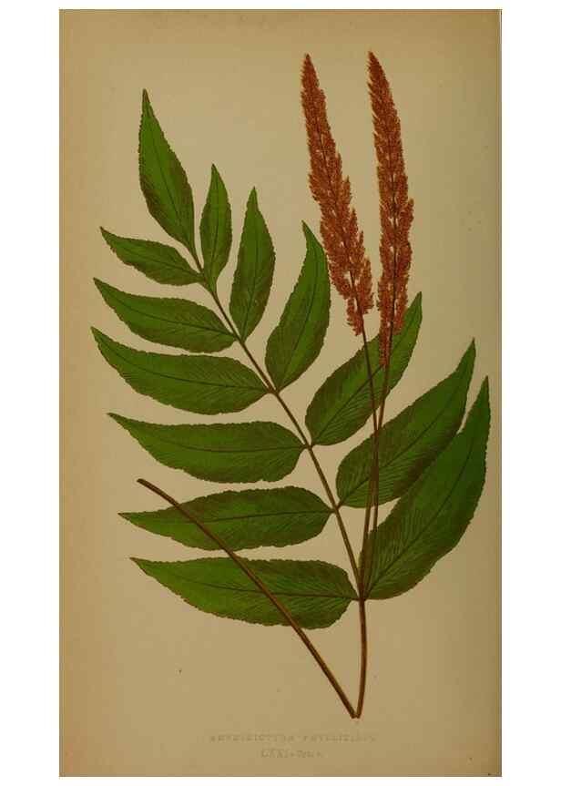 Reproducción/Reproduction 49628758522: Ferns: British and exotic.... London,Groombridge and Sons,1856-60.. 