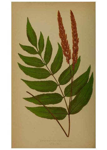 Reproducción/Reproduction 49628758522: Ferns: British and exotic.... London,Groombridge and Sons,1856-60.. 