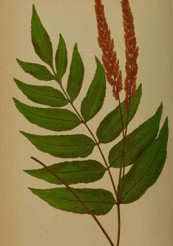Reproducción/Reproduction 49628758522: Ferns: British and exotic.... London,Groombridge and Sons,1856-60.. 