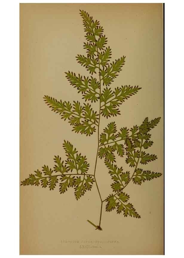 Reproducción/Reproduction 49627964563: Ferns: British and exotic.... London,Groombridge and Sons,1856-60.. 