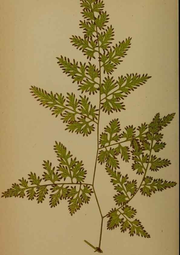 Reproducción/Reproduction 49627964563: Ferns: British and exotic.... London,Groombridge and Sons,1856-60.. 