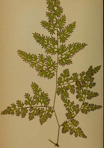 Reproducción/Reproduction 49627964563: Ferns: British and exotic.... London,Groombridge and Sons,1856-60.. 