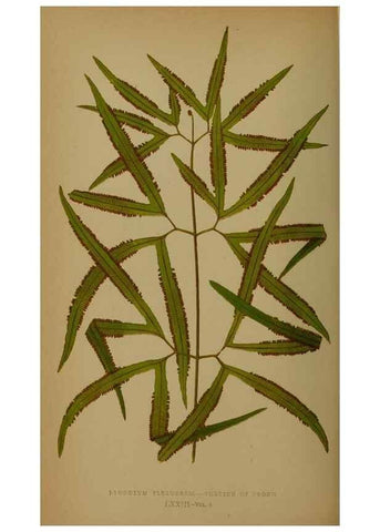 Reproducción/Reproduction 49627964728: Ferns: British and exotic.... London,Groombridge and Sons,1856-60.. 