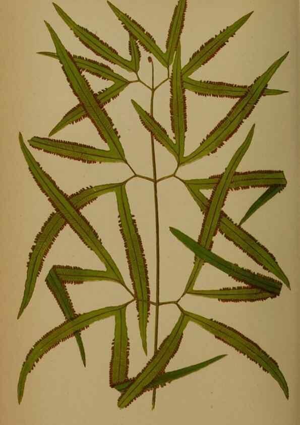 Reproducción/Reproduction 49627964728: Ferns: British and exotic.... London,Groombridge and Sons,1856-60.. 
