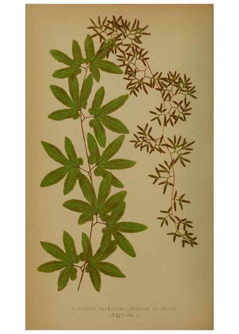Reproducción/Reproduction 49627964893: Ferns: British and exotic.... London,Groombridge and Sons,1856-60.. 