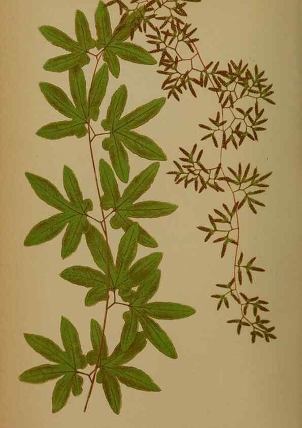 Reproducción/Reproduction 49627964893: Ferns: British and exotic.... London,Groombridge and Sons,1856-60.. 