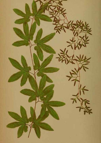 Reproducción/Reproduction 49627964893: Ferns: British and exotic.... London,Groombridge and Sons,1856-60.. 