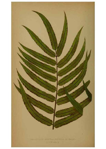 Reproducción/Reproduction 49628484971: Ferns: British and exotic.... London,Groombridge and Sons,1856-60.. 