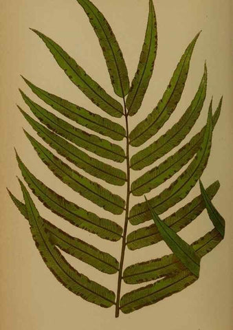 Reproducción/Reproduction 49628484971: Ferns: British and exotic.... London,Groombridge and Sons,1856-60.. 