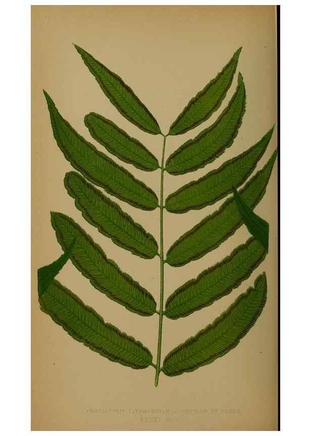 Reproducción/Reproduction 49628485106: Ferns: British and exotic.... London,Groombridge and Sons,1856-60.. 