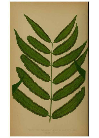 Reproducción/Reproduction 49628485106: Ferns: British and exotic.... London,Groombridge and Sons,1856-60.. 
