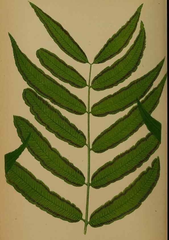 Reproducción/Reproduction 49628485106: Ferns: British and exotic.... London,Groombridge and Sons,1856-60.. 