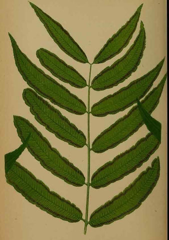 Reproducción/Reproduction 49628485106: Ferns: British and exotic.... London,Groombridge and Sons,1856-60.. 
