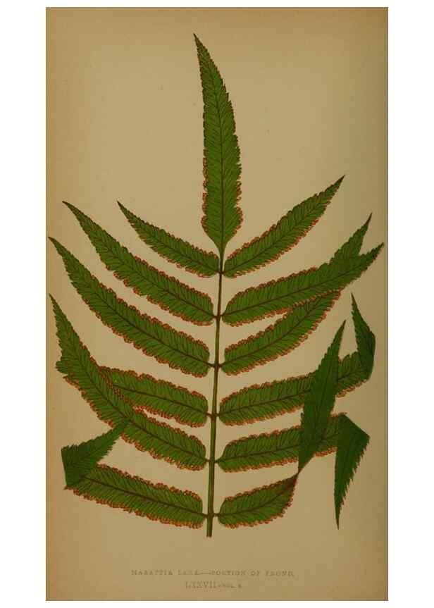 Reproducción/Reproduction 49628759322: Ferns: British and exotic.... London,Groombridge and Sons,1856-60.. 