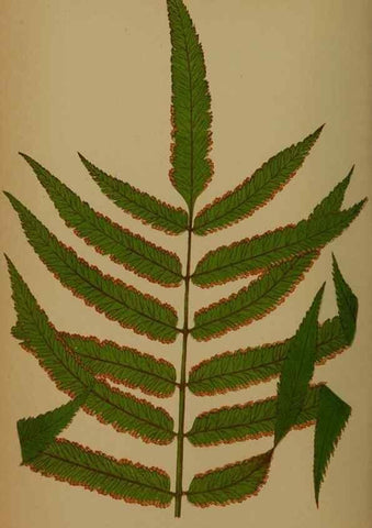 Reproducción/Reproduction 49628759322: Ferns: British and exotic.... London,Groombridge and Sons,1856-60.. 