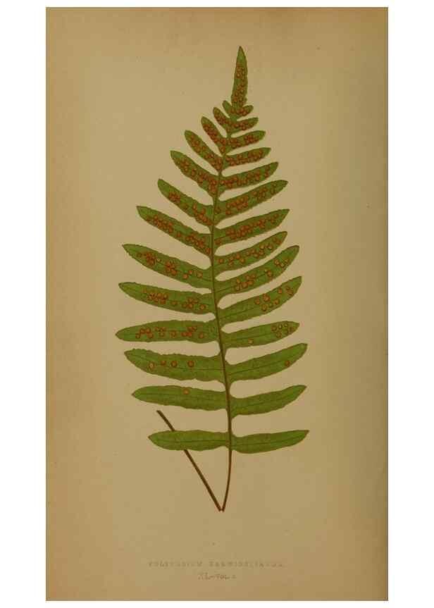 Reproducción/Reproduction 49628485326: Ferns: British and exotic.... London,Groombridge and Sons,1856-60.. 