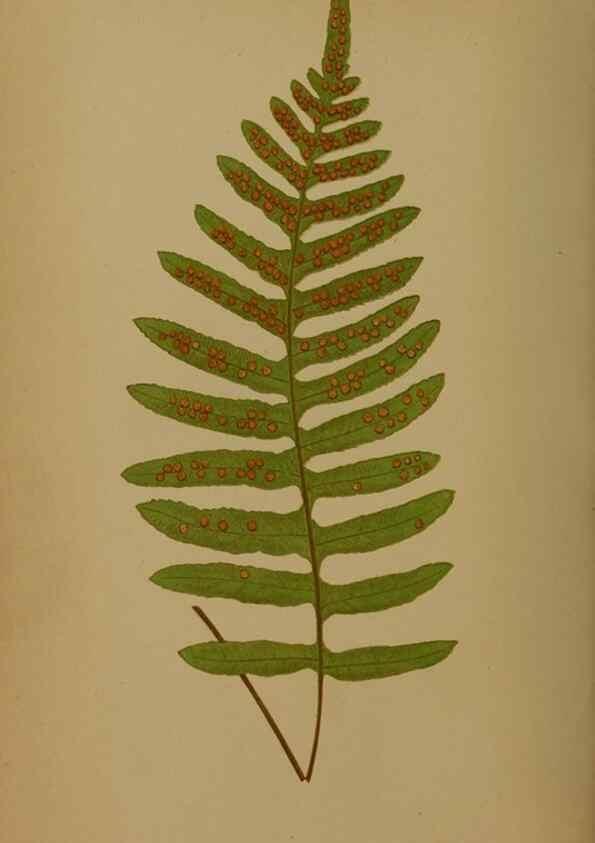 Reproducción/Reproduction 49628485326: Ferns: British and exotic.... London,Groombridge and Sons,1856-60.. 
