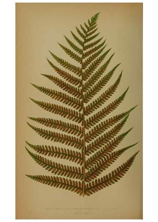 Reproducción/Reproduction 49628757322: Ferns: British and exotic.... London,Groombridge and Sons,1856-60.. 