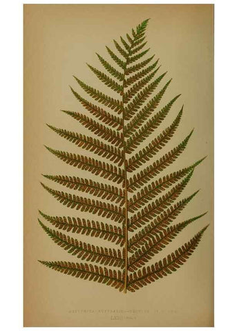 Reproducción/Reproduction 49628757322: Ferns: British and exotic.... London,Groombridge and Sons,1856-60.. 