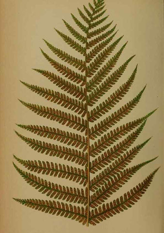 Reproducción/Reproduction 49628757322: Ferns: British and exotic.... London,Groombridge and Sons,1856-60.. 