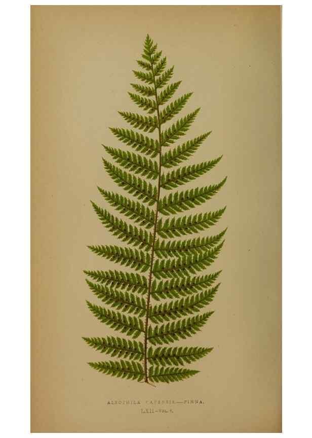 Reproducción/Reproduction 49628757142: Ferns: British and exotic.... London,Groombridge and Sons,1856-60.. 