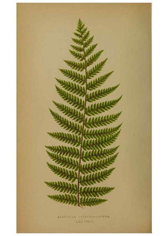 Reproducción/Reproduction 49628757142: Ferns: British and exotic.... London,Groombridge and Sons,1856-60.. 