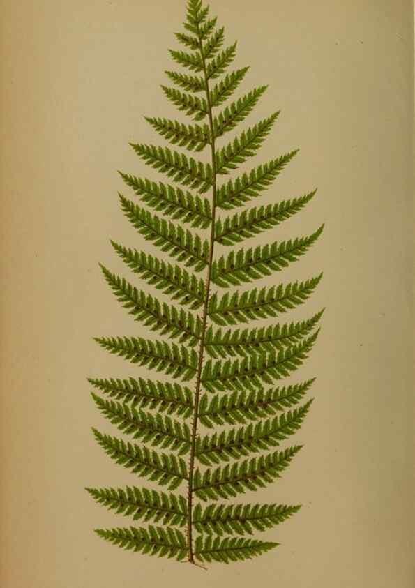 Reproducción/Reproduction 49628757142: Ferns: British and exotic.... London,Groombridge and Sons,1856-60.. 