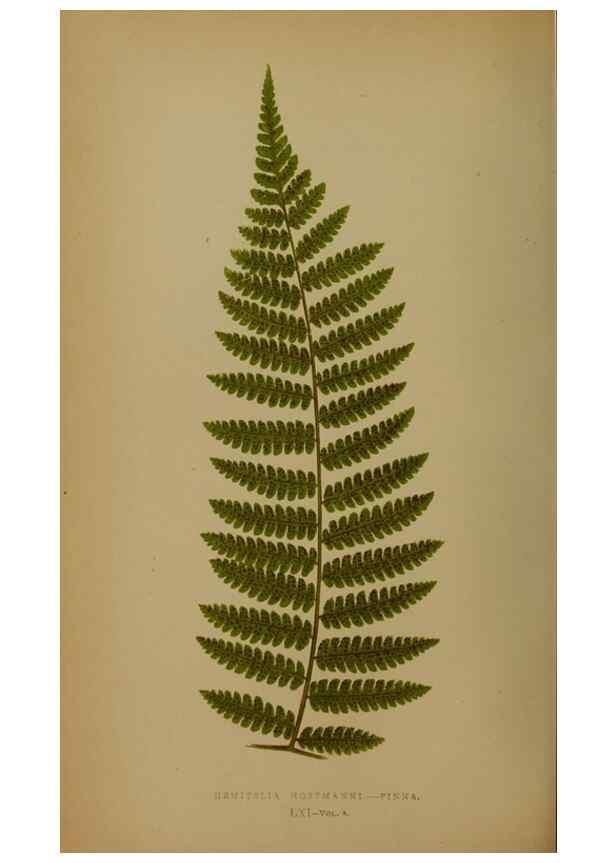 Reproducción/Reproduction 49627962978: Ferns: British and exotic.... London,Groombridge and Sons,1856-60.. 