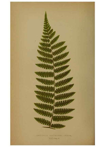 Reproducción/Reproduction 49627962978: Ferns: British and exotic.... London,Groombridge and Sons,1856-60.. 