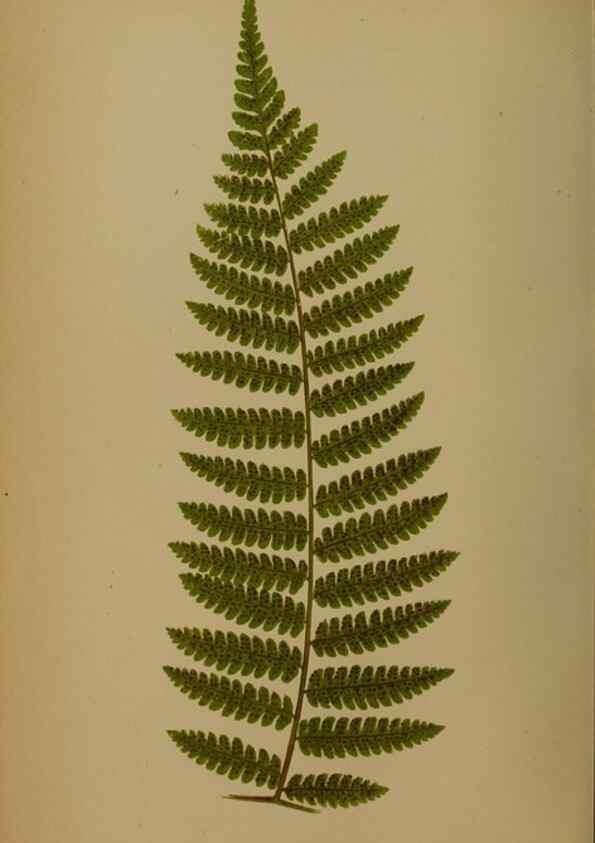Reproducción/Reproduction 49627962978: Ferns: British and exotic.... London,Groombridge and Sons,1856-60.. 
