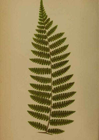 Reproducción/Reproduction 49627962978: Ferns: British and exotic.... London,Groombridge and Sons,1856-60.. 