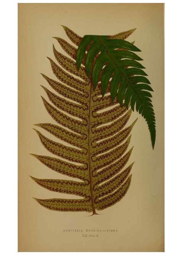 Reproducción/Reproduction 49628482626: Ferns: British and exotic.... London,Groombridge and Sons,1856-60.. 