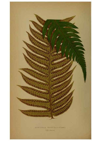 Reproducción/Reproduction 49628482626: Ferns: British and exotic.... London,Groombridge and Sons,1856-60.. 