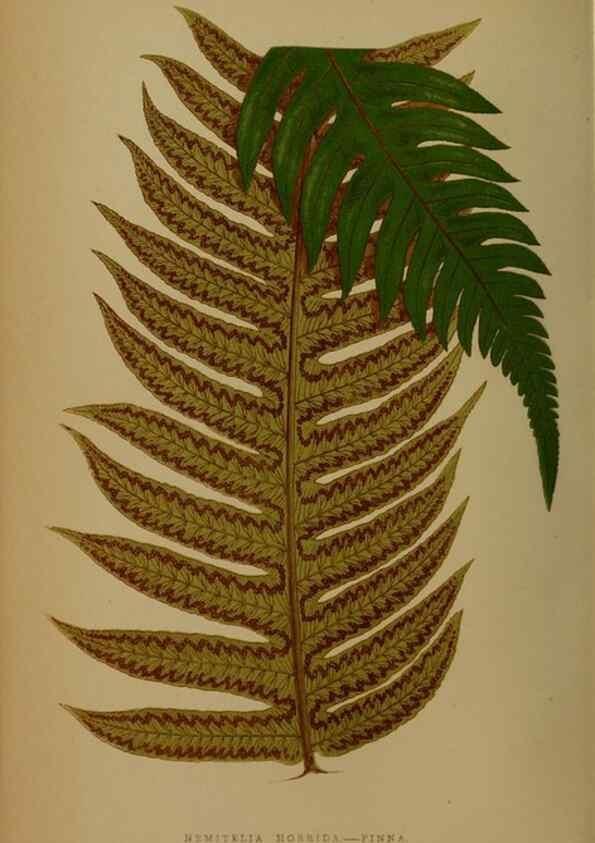 Reproducción/Reproduction 49628482626: Ferns: British and exotic.... London,Groombridge and Sons,1856-60.. 