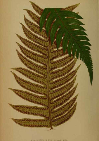 Reproducción/Reproduction 49628482626: Ferns: British and exotic.... London,Groombridge and Sons,1856-60.. 