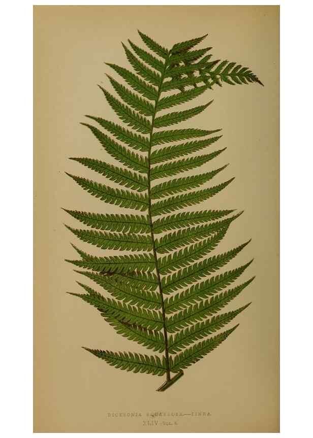 Reproducción/Reproduction 49628479891: Ferns: British and exotic.... London,Groombridge and Sons,1856-60.. 