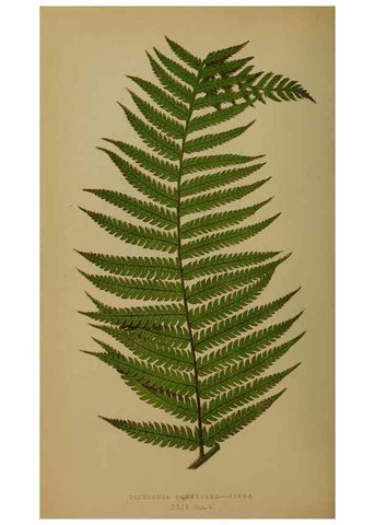 Reproducción/Reproduction 49628479891: Ferns: British and exotic.... London,Groombridge and Sons,1856-60.. 