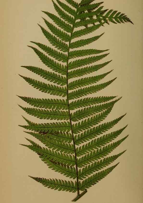 Reproducción/Reproduction 49628479891: Ferns: British and exotic.... London,Groombridge and Sons,1856-60.. 